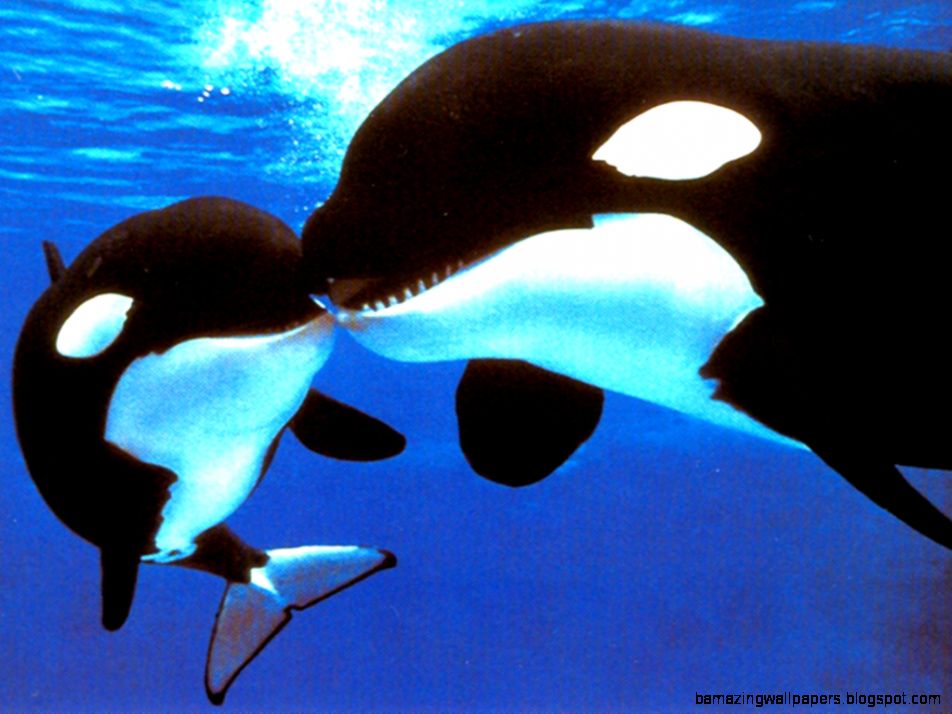 Dwarf Orca Miniature Killer Whales Frequently Asked Questions Dwarf Orca Miniature Killer Whales Frequently Asked Questions