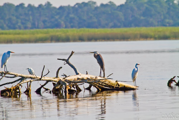 Herons And Egrets At The Mouth Of The River
