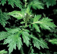 Garganistan Gargano Artemisia vulgaris
