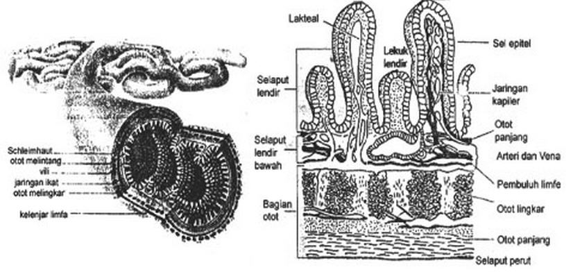 Saluran Pencernaan makanan ~sekedar catatan kecil