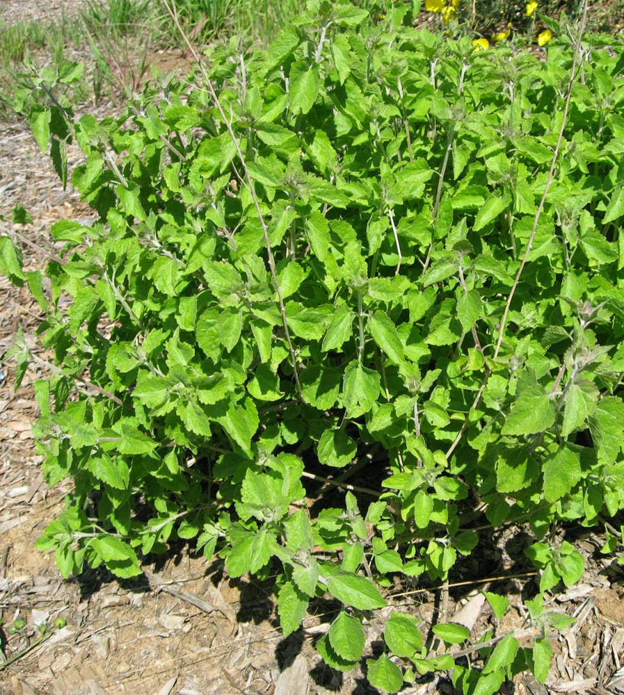 Mother Nature�s Backyard A Waterwise Garden Plant of