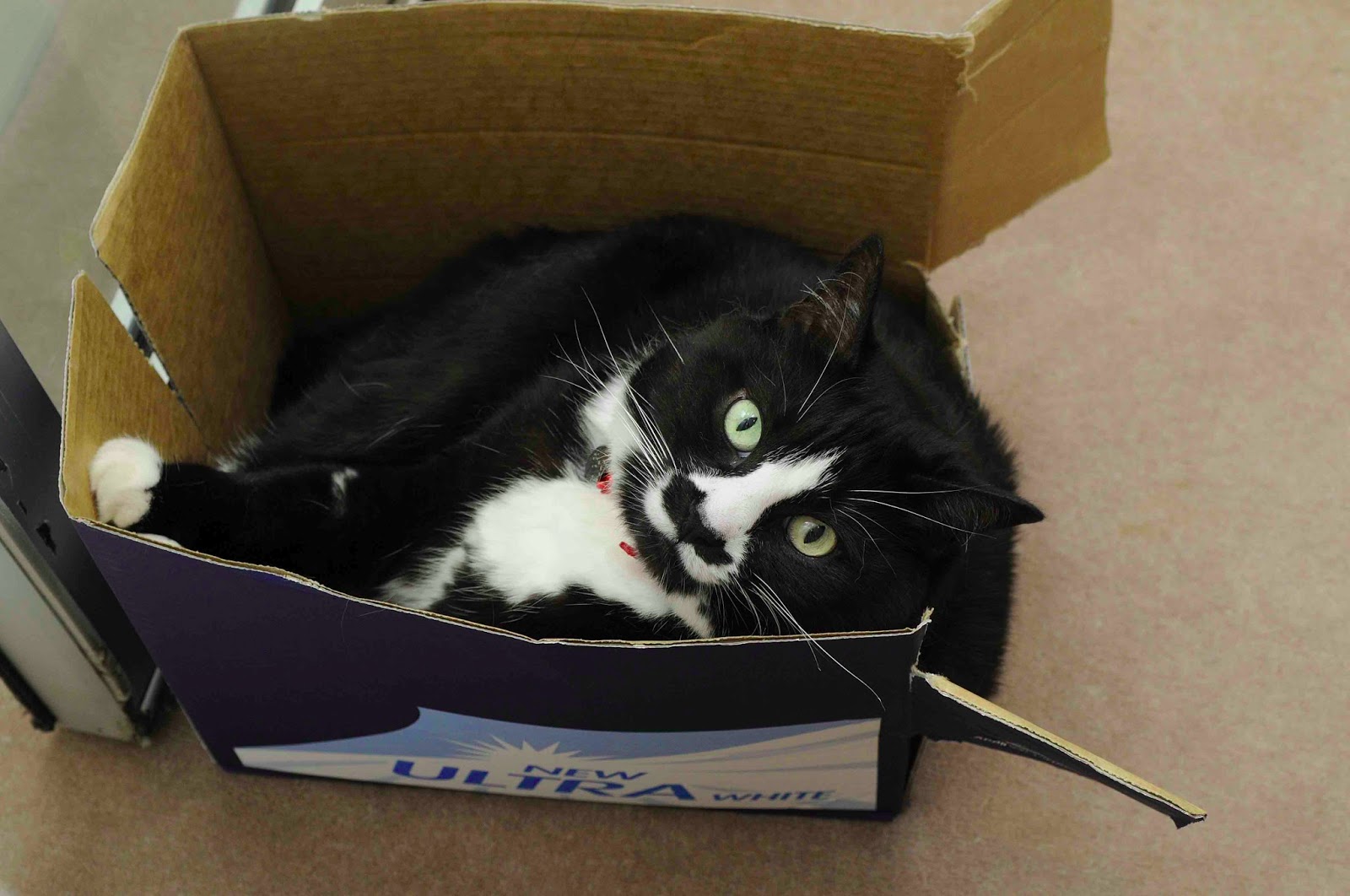 Small Animal Talk In celebration of cats and boxes. Well, one cat, two