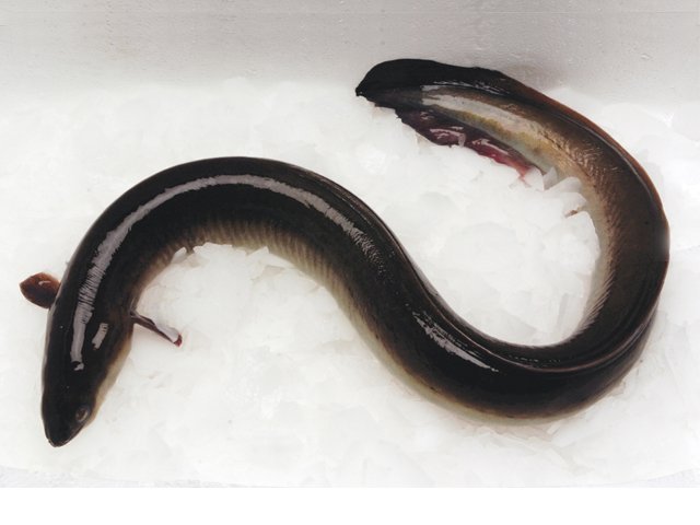 australian freshwater eels