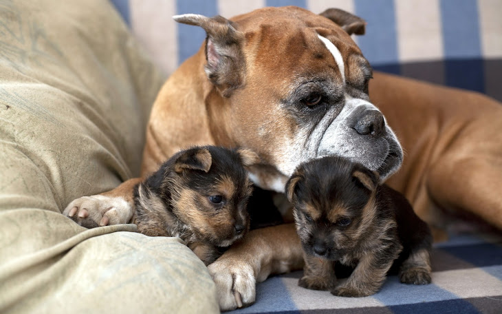 Mother Dog With Two Puppies