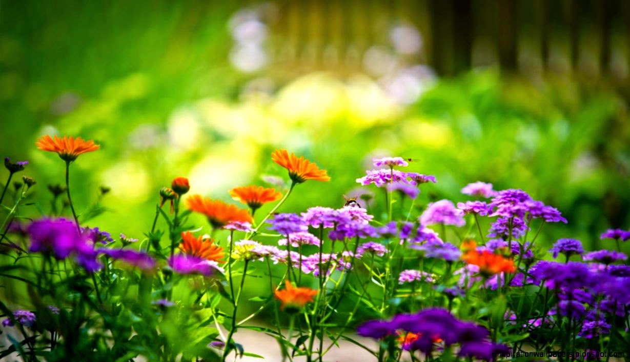 Backgrounds For gt Pretty Wallpaper Hd For Desktop Backgrounds For gt Pretty Wallpaper Hd For Desktop