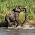 بالصور معركة شرسة بين الفيل والتمساح