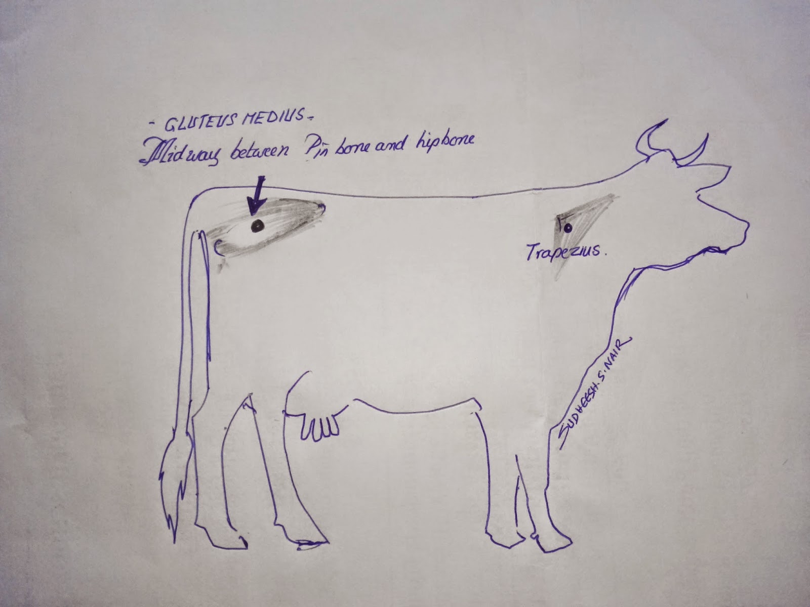 Intramuscular Im Injection Sites In Beef vrogue.co
