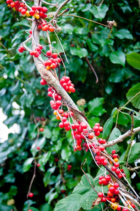 Red berries in Cornwall 