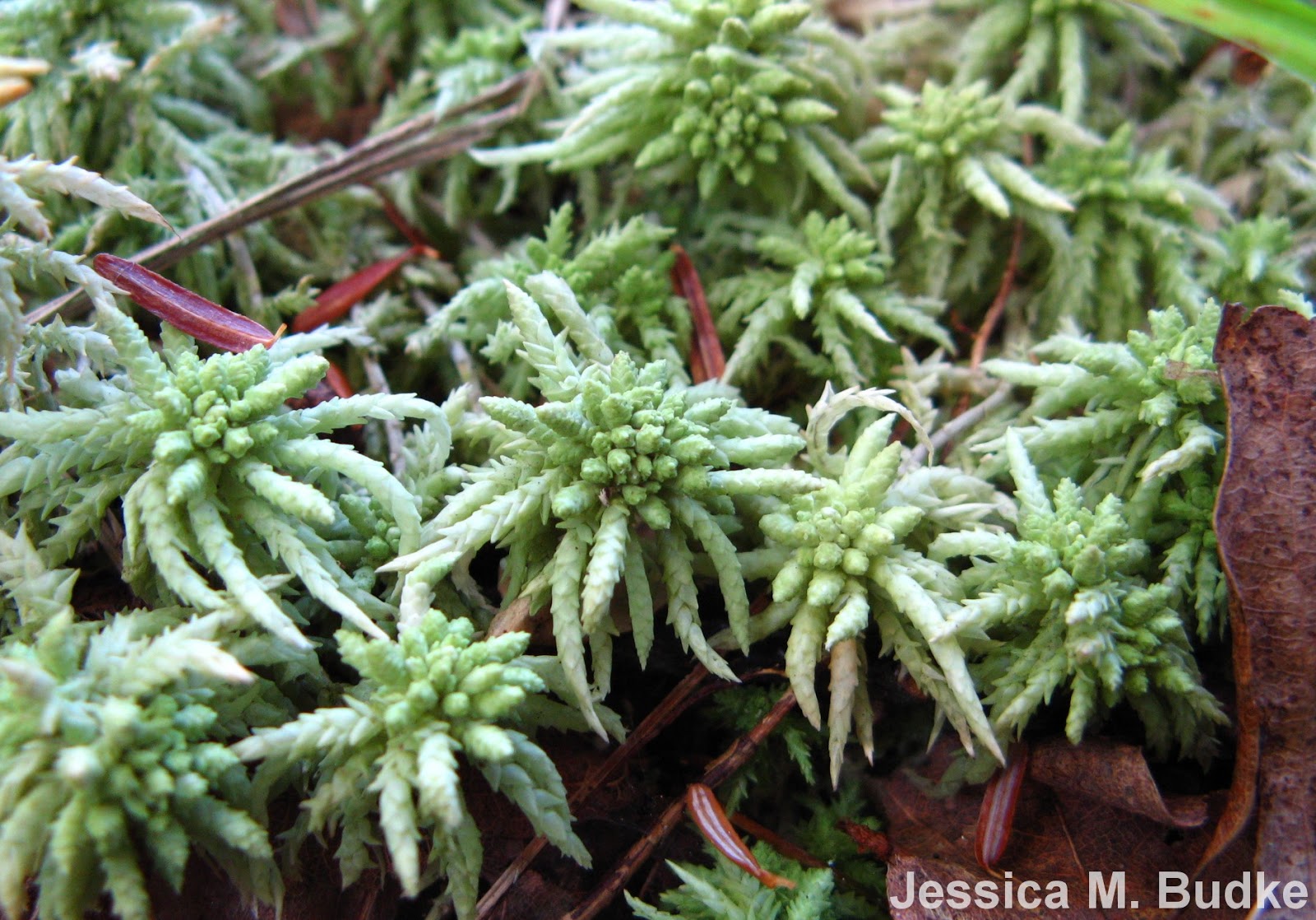 Moss Plants and More Mosses in the Arctic