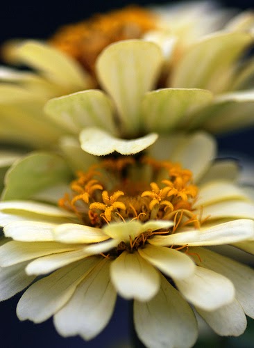 Zinnias