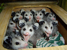 Life is like a box o' possums...kinda cute but I don't wanna stick my hand in there!