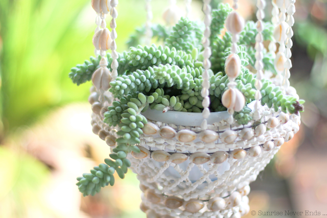 coquillages,suspension,cactus,plantes grasses,home sweet home