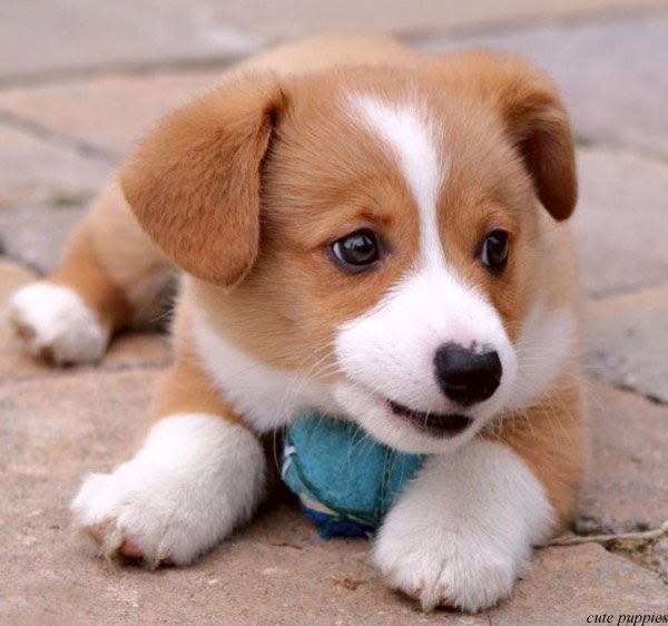 stunning cute puppies pictures and wallpapers of dogs Nice Wallpapers