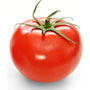 Plantar Tomates - Tomate Redondo