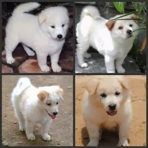 Cek Harga Hamster Kucing Ikan Sugarglider Anjing Kintamani