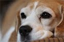 Our Beagle