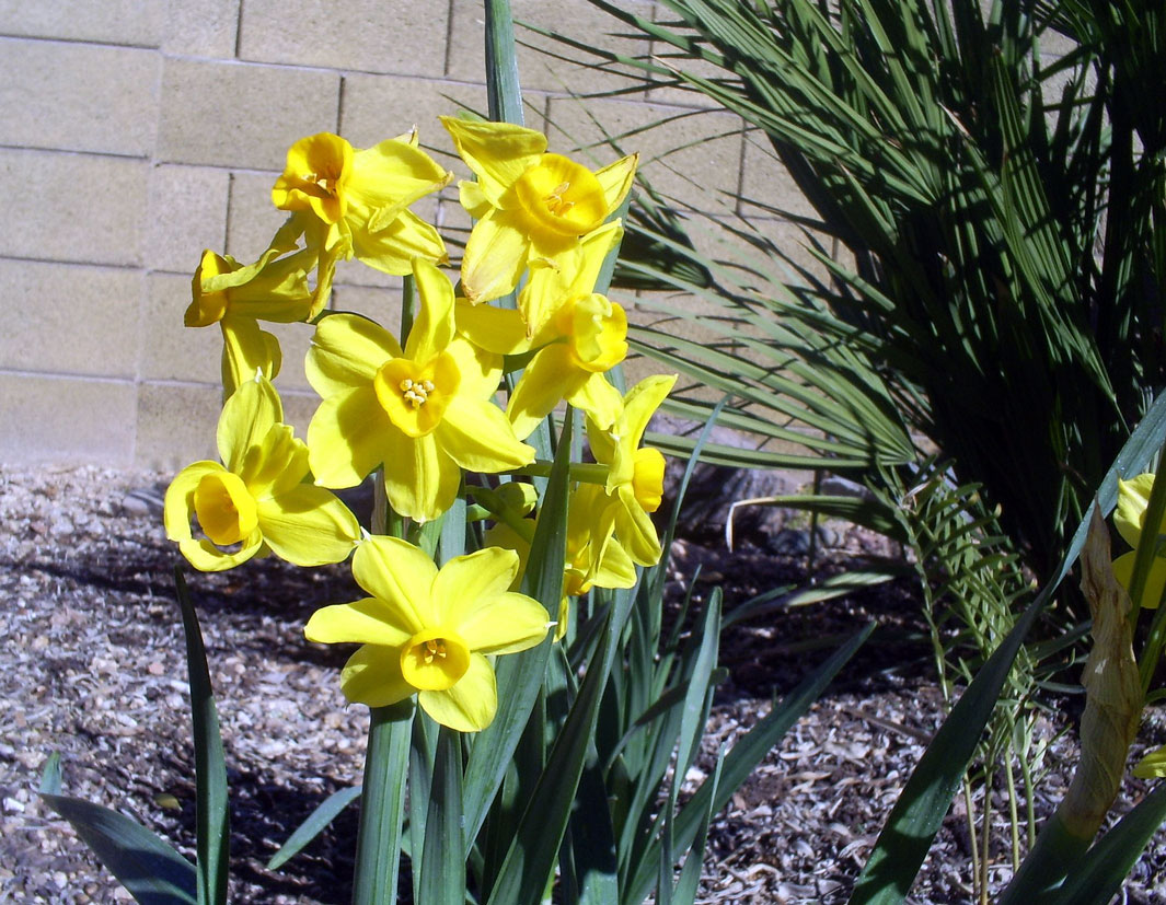 Brad's Tropical Paradise Daffodils in bloom