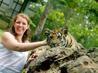 Tiger Kingdom chiang mai vs Tiger Temple: Teen tiger on log