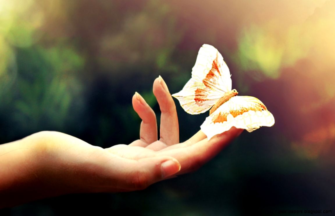 Butterflies Tumblr Wallpaper images Butterflies Tumblr Wallpaper images