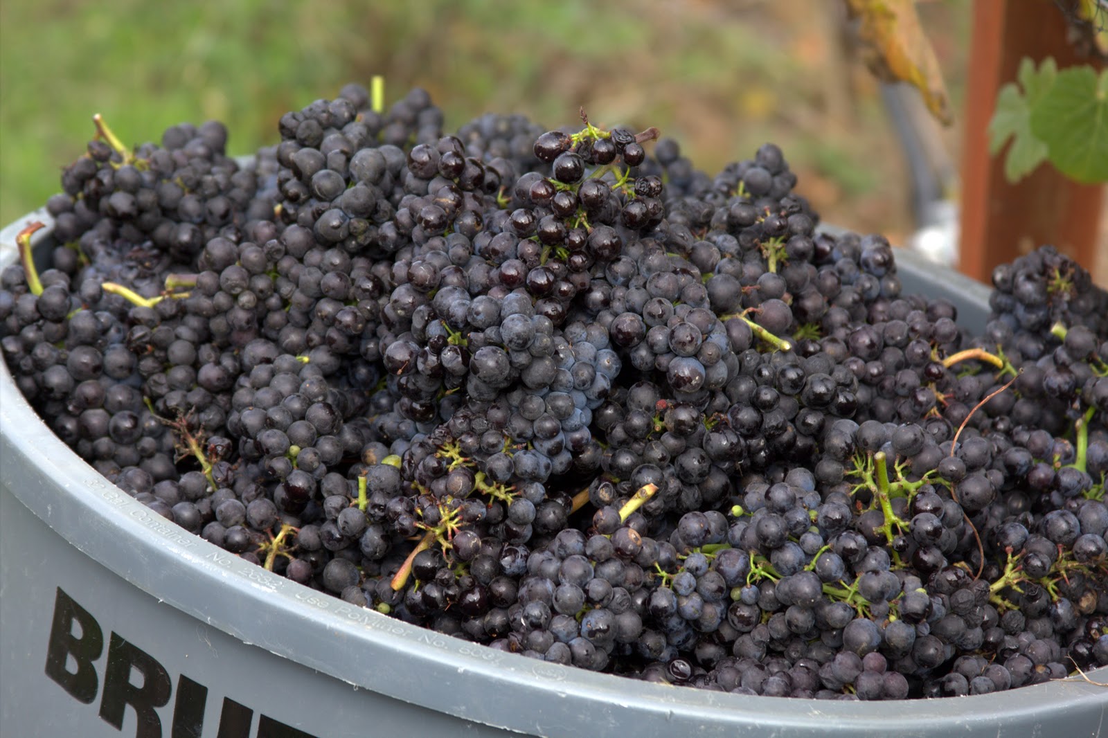 Harvest Time In Willamette Valley Abbelone Vineyards The Northwest