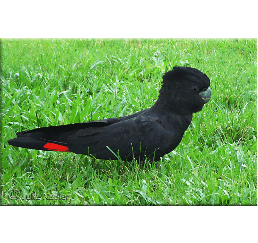 Black Cockatoo on the Grass