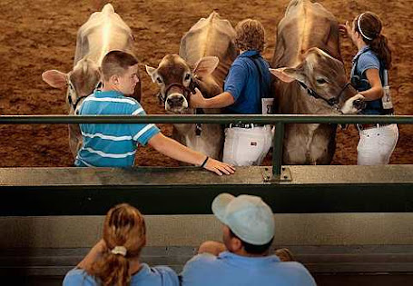 the Guernsey Dairy Cattle Show