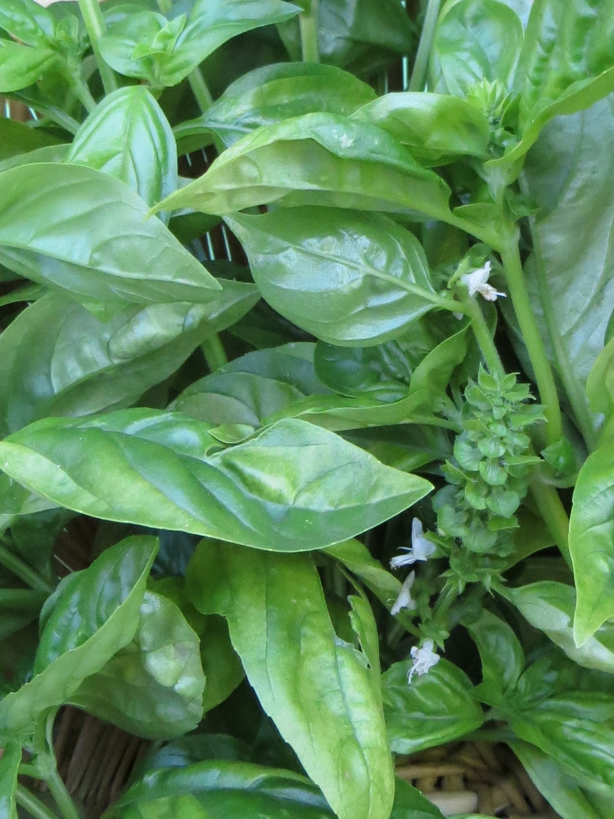 Sky Minded & Ever Growing How to Preserve Basil in Olive Oil
