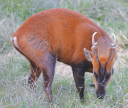 The Barking Deer