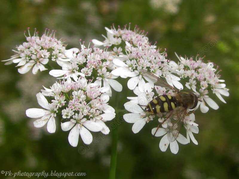 Coriander Flowers Nature, Cultural, and Travel Photography Blog