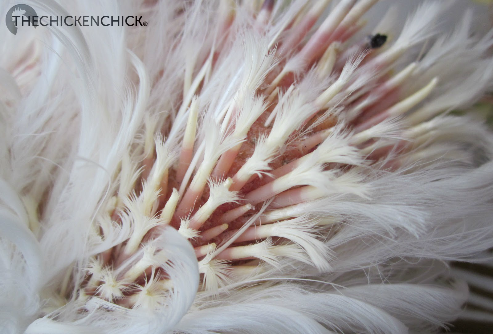 Molting. What is it and How to Help Chickens Get Through It The