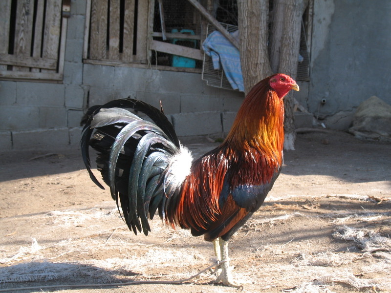 GALLOS FINOS