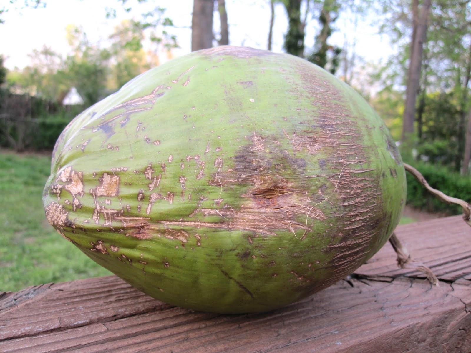 Celebrating Whimsy Running to Key West