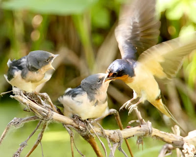 Barn Swallow Feeding Chicks