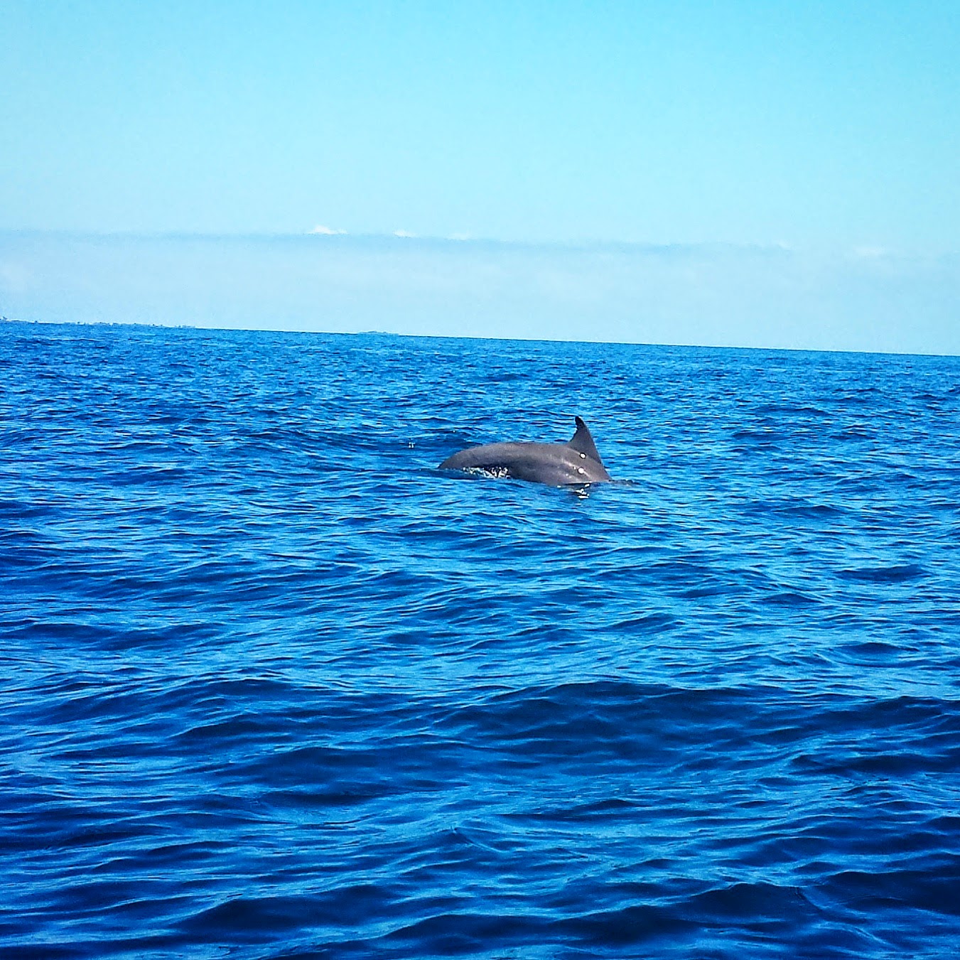 Remax Vip Belize: Dolphins