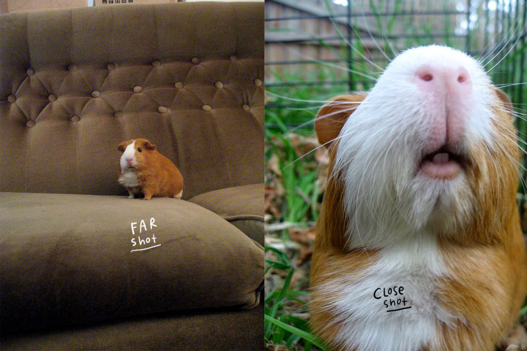 Alicia Souza Potato, the guinea pig