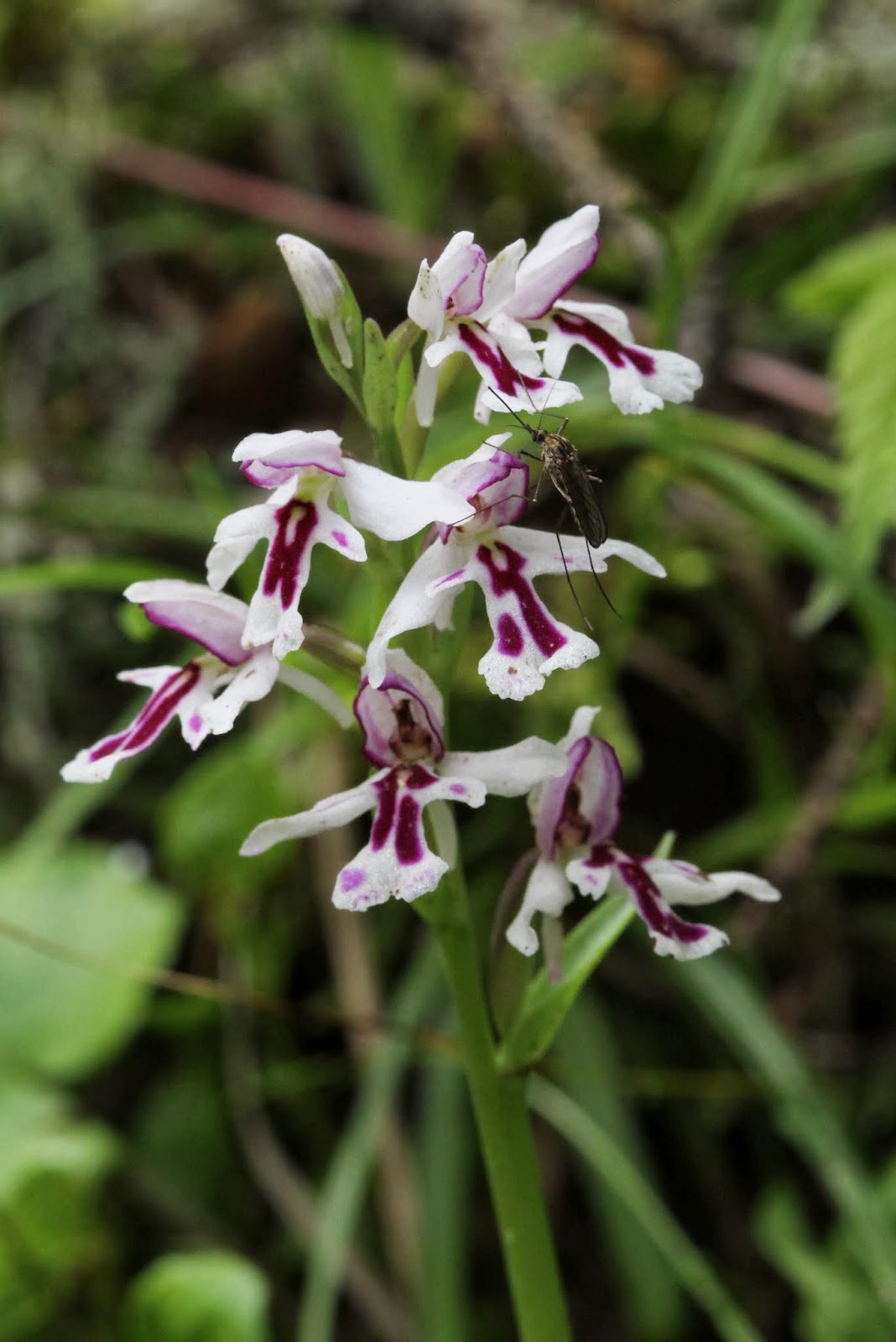 Native Orchids of the Pacific Northwest and the Canadian Rockies