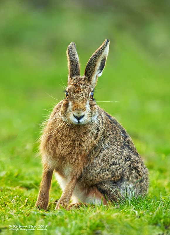 Wildlife Photographic Journals Spring Hares