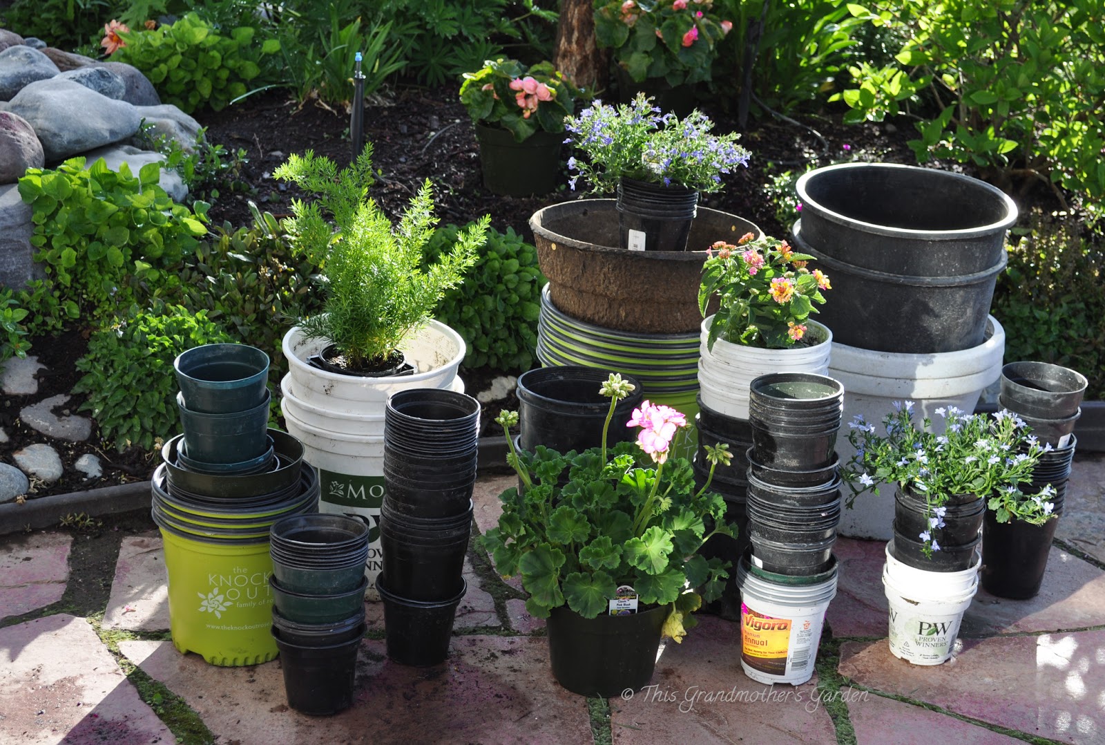 This Grandmother's Garden May 2013