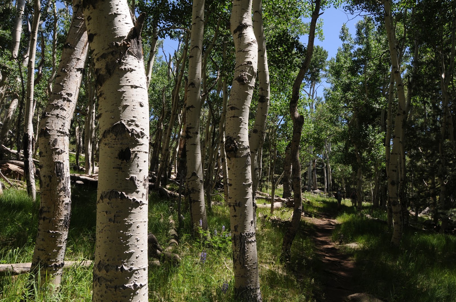 Arizona Hiking Step out at Aspen Corner