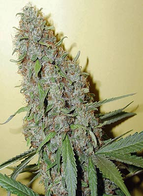 cultivo de maconha cultivo de maconha