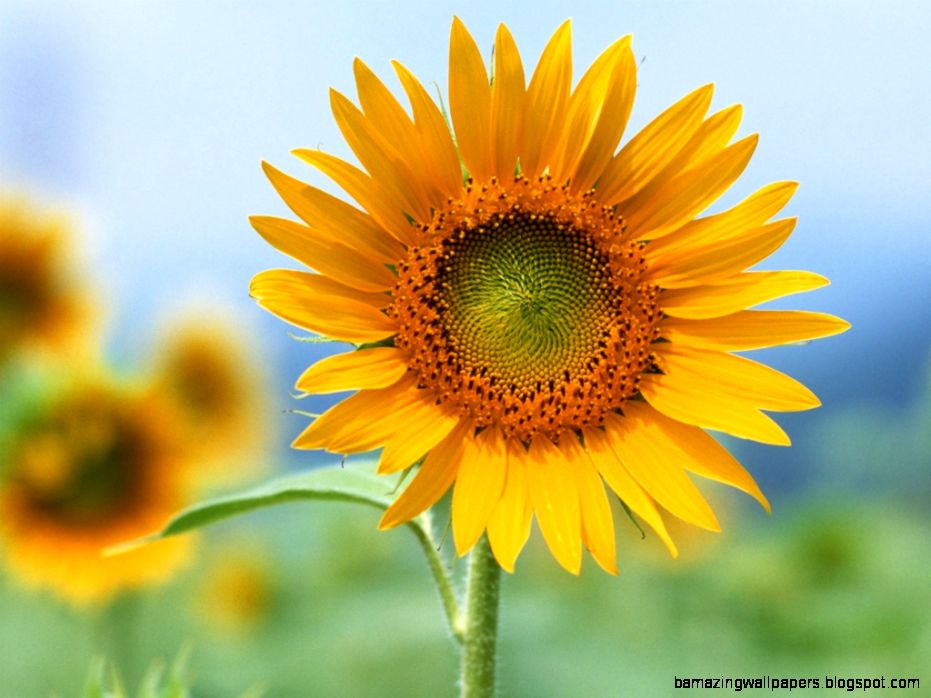 Sunflower Photography wallpaper Sunflower Photography wallpaper