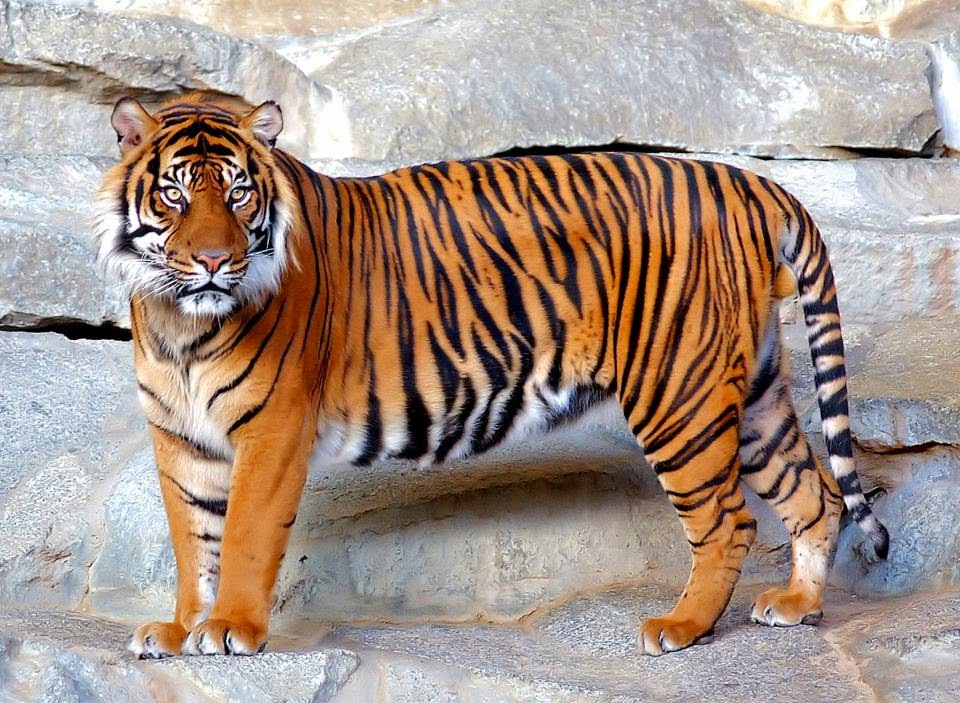 Tigres - Grandes Felinos Selvagens: Tigre de sumatra (Panthera tigris