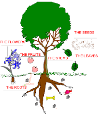 http://www.softschools.com/science/plants/plant_parts/