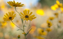 Happy Flowers