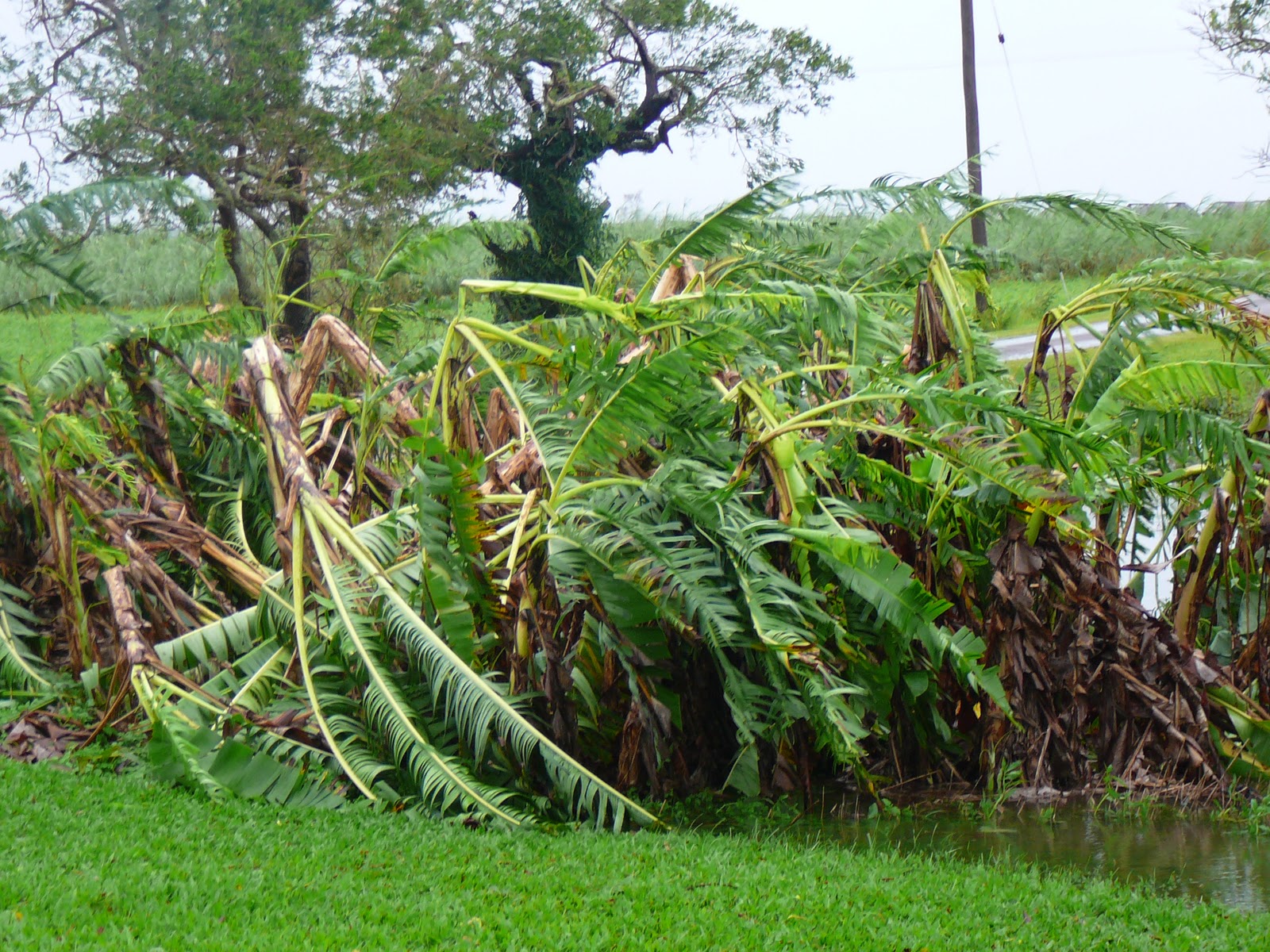 Cyclone Yasi Trees