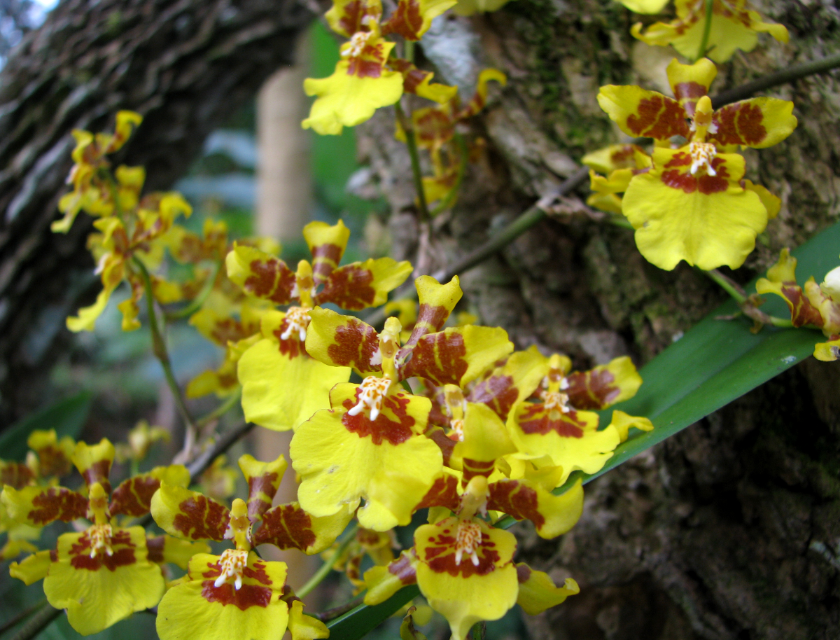 Yellow Orchid