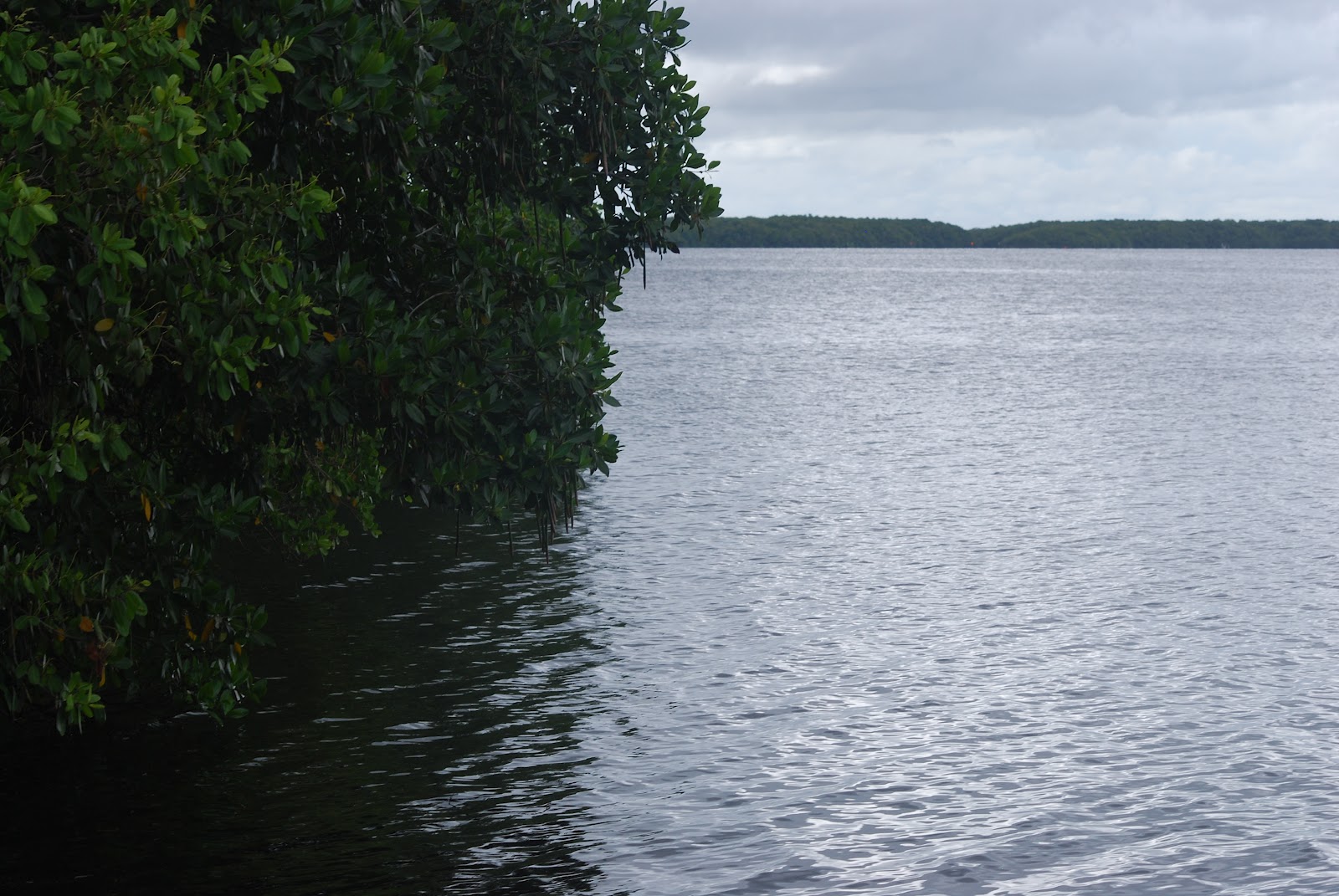 Litton's Fishing Lines Whitewater Bay, Coot Bay, Florida Everglades