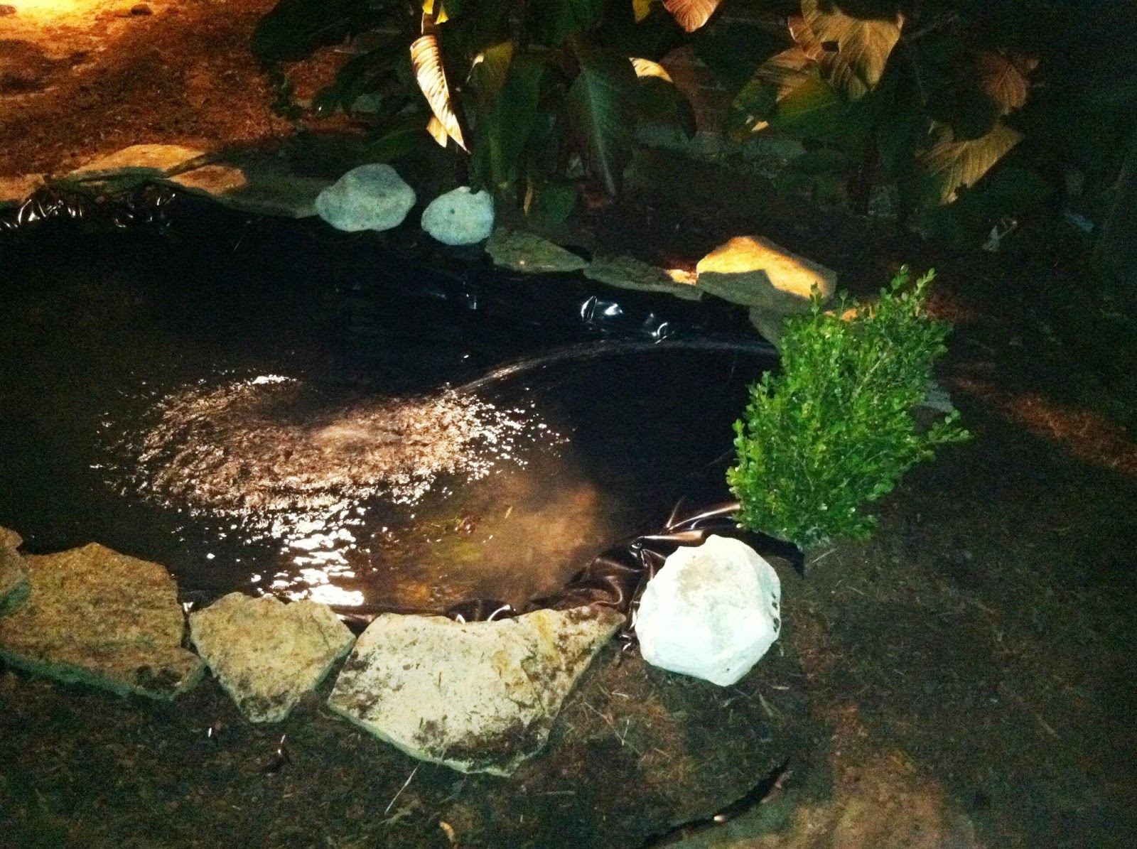 How to build a backyard pond | Mia's Musings
