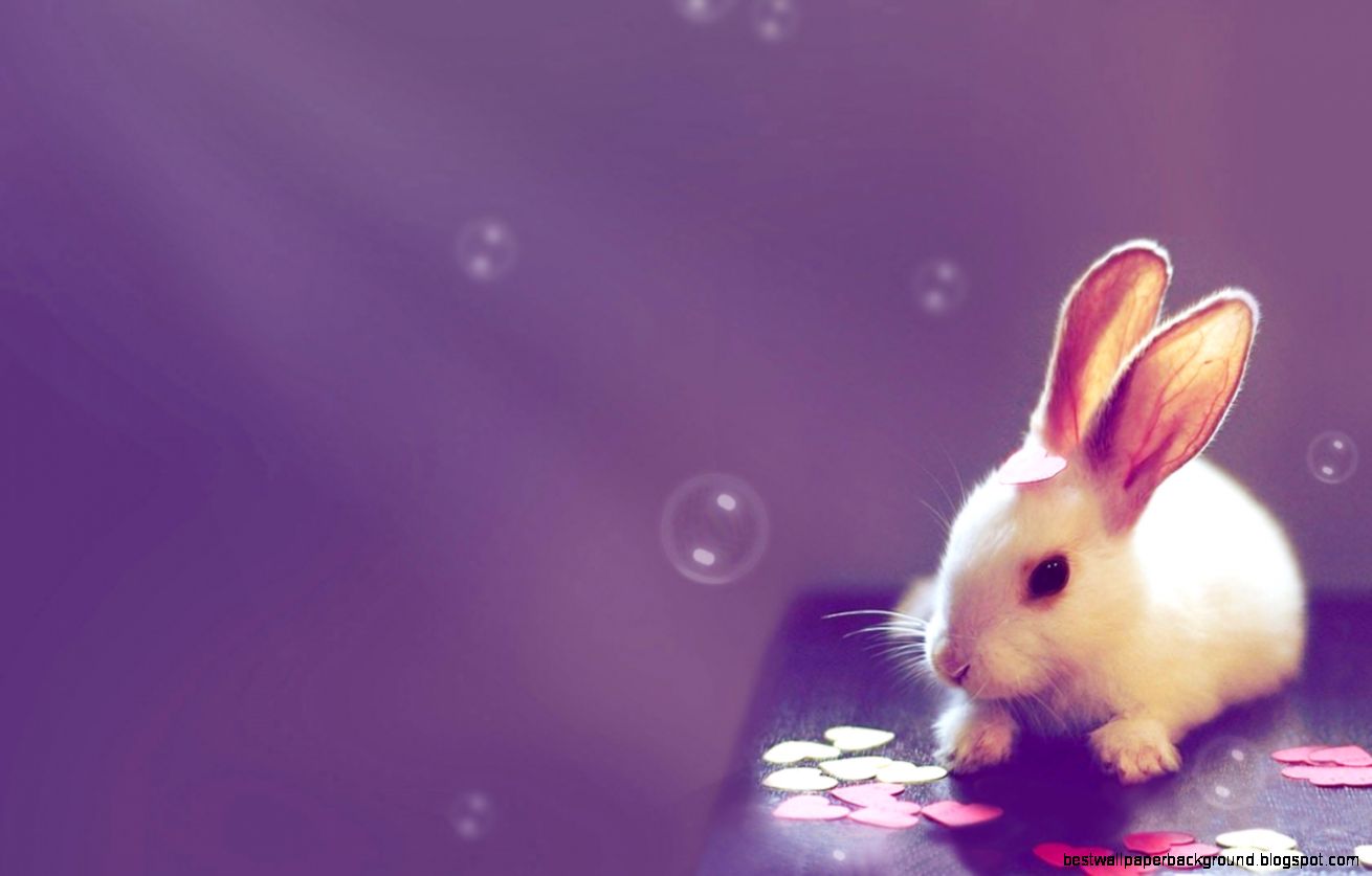 Cute Rabbit Desktop   Cute Desktop Background Cool HD Wallpapers Cute Rabbit Desktop   Cute Desktop Background Cool HD Wallpapers