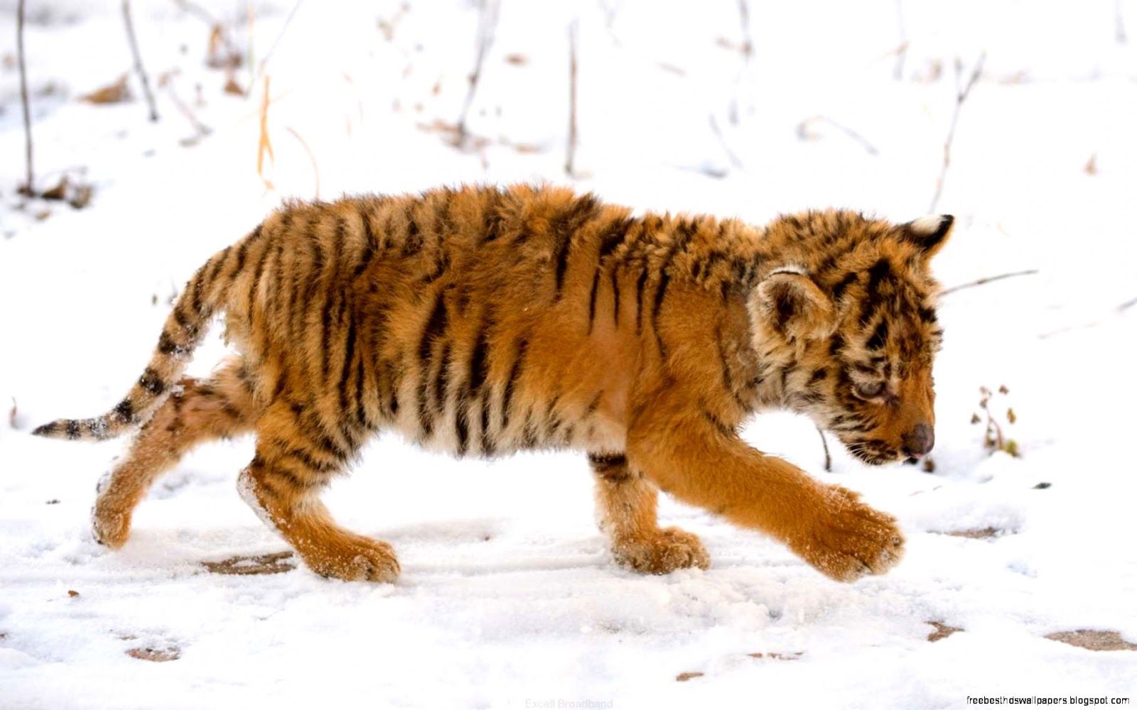 Snow Tiger Cub Snow Tiger Cub